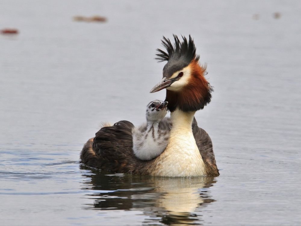 Crested grebes deals